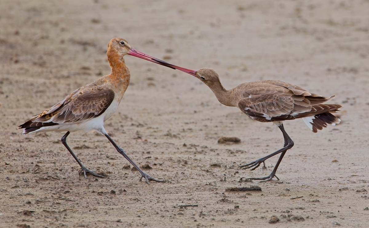 Goodwits Tug of War - John Hughes
